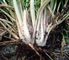 Taraxacum aequilobum