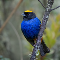 Iridosornis rufivertex