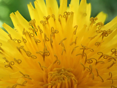 Taraxacum aequilobum