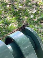 Anolis sagrei