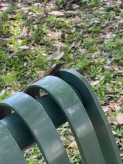 Anolis sagrei