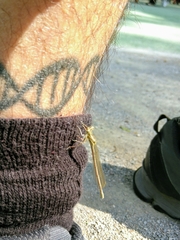 Platycnemis pennipes