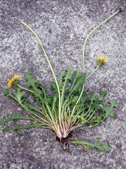 Taraxacum aequilobum