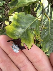 Myllocerus undecimpustulatus