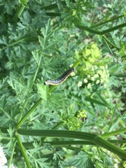 Depressaria daucella