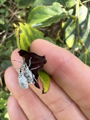 Myllocerus undecimpustulatus