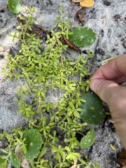 Bacopa monnieri