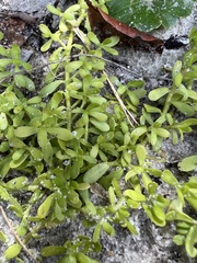 Bacopa monnieri