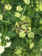 Depressaria daucella