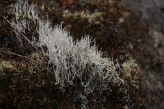 Thamnolia vermicularis