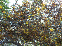 Fremontodendron