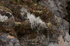 Thamnolia vermicularis