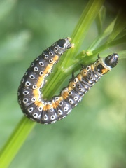 Depressaria daucella