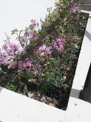 Magnoliopsida