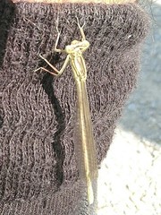 Platycnemis pennipes