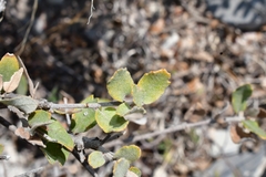 Quercus intricata