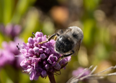 Habropoda miserabilis