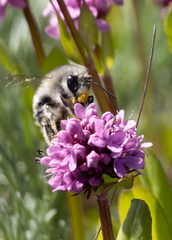 Habropoda miserabilis