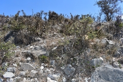 Quercus intricata