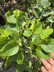 Dalbergia ecastaphyllum