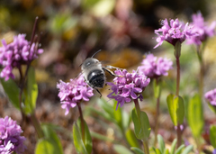 Habropoda miserabilis