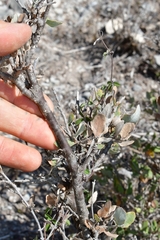Quercus intricata