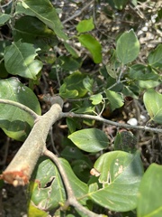 Dalbergia ecastaphyllum