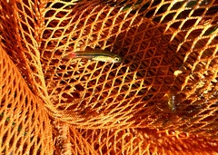 Rasbora borapetensis