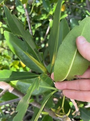 Rhizophora mangle