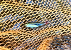 Rasbora borapetensis