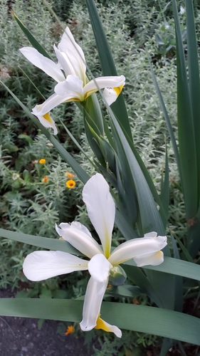 Image of Iris orientalis by (c) mteeter, some rights reserved (CC BY)