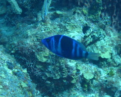 Hypoplectrus indigo