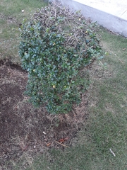 Magnoliopsida