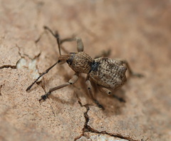 Leptopius tetraphysodes