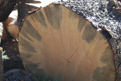 Grosmannia clavigera