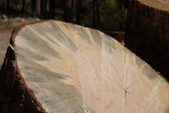 Grosmannia clavigera