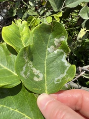 Liriomyza schmidti