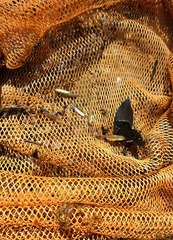 Rasbora borapetensis