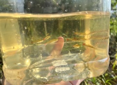 Rasbora borapetensis