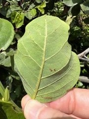 Liriomyza schmidti