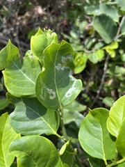 Liriomyza schmidti