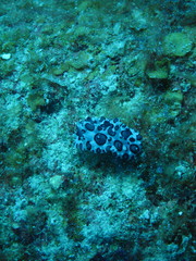 Ceratophyllidia papilligera