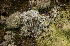 Thamnolia vermicularis
