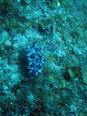 Ceratophyllidia papilligera