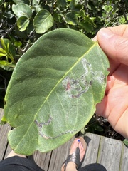 Liriomyza schmidti