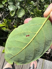 Liriomyza schmidti