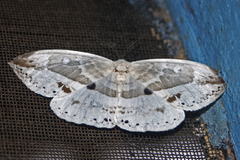 Cyclidia substigmaria