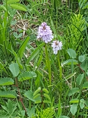 Dactylorhiza maculata ericetorum