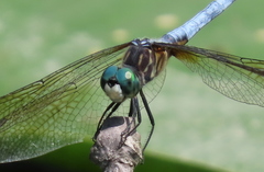 Pachydiplax longipennis