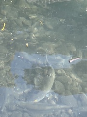Aldrichetta forsteri